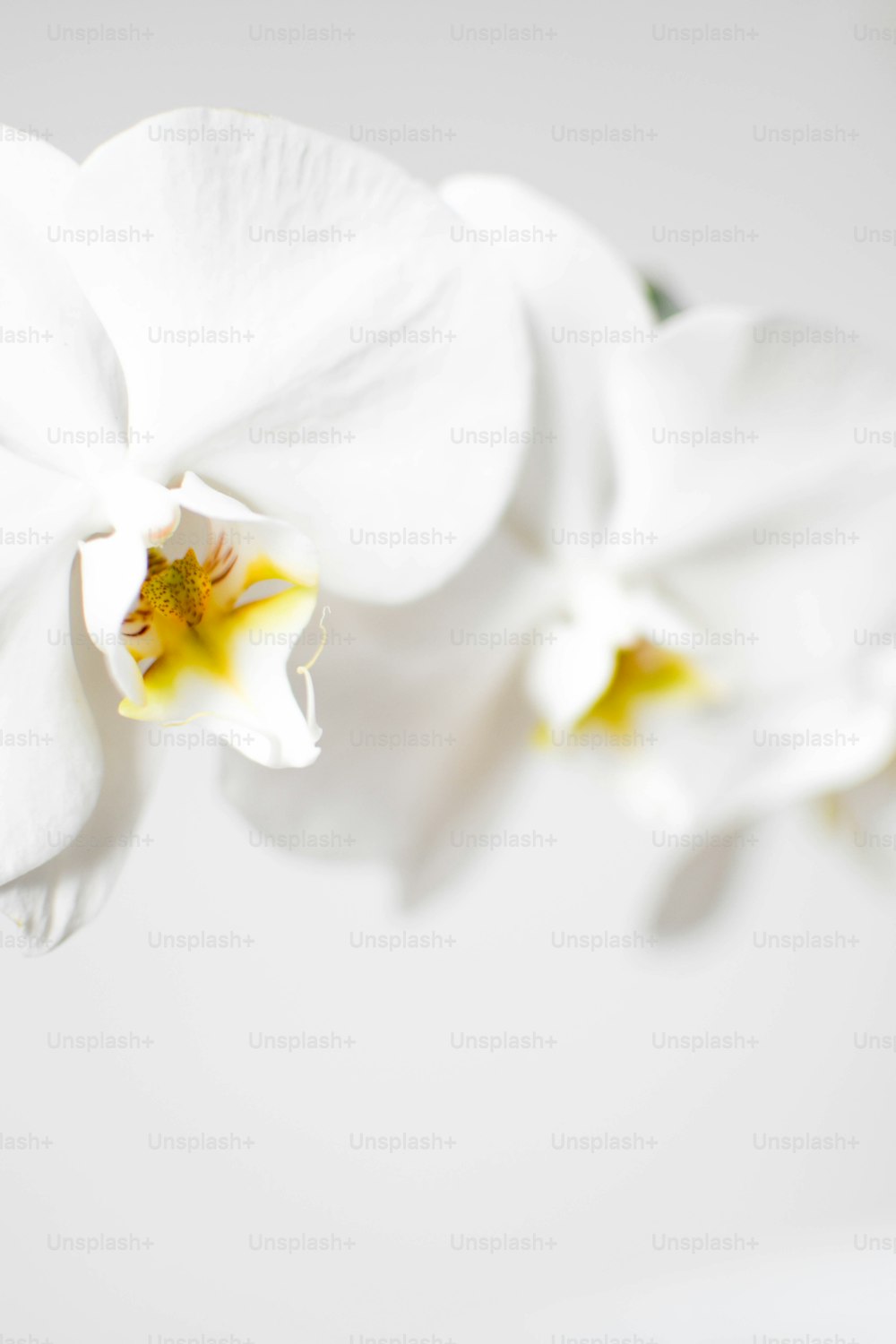 eine Nahaufnahme einer weißen Blume auf weißem Hintergrund