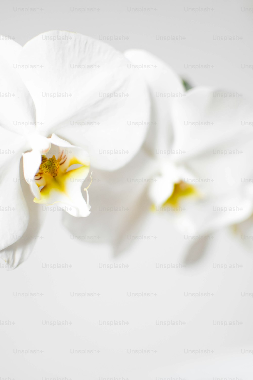 a close up of a white flower on a white background