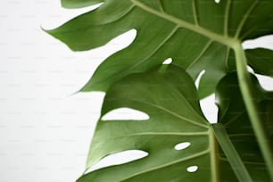 a close up of a large green leaf