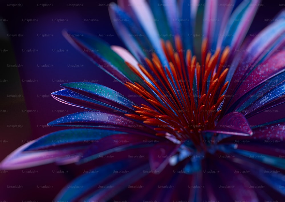 a close up of a purple flower with red and blue petals
