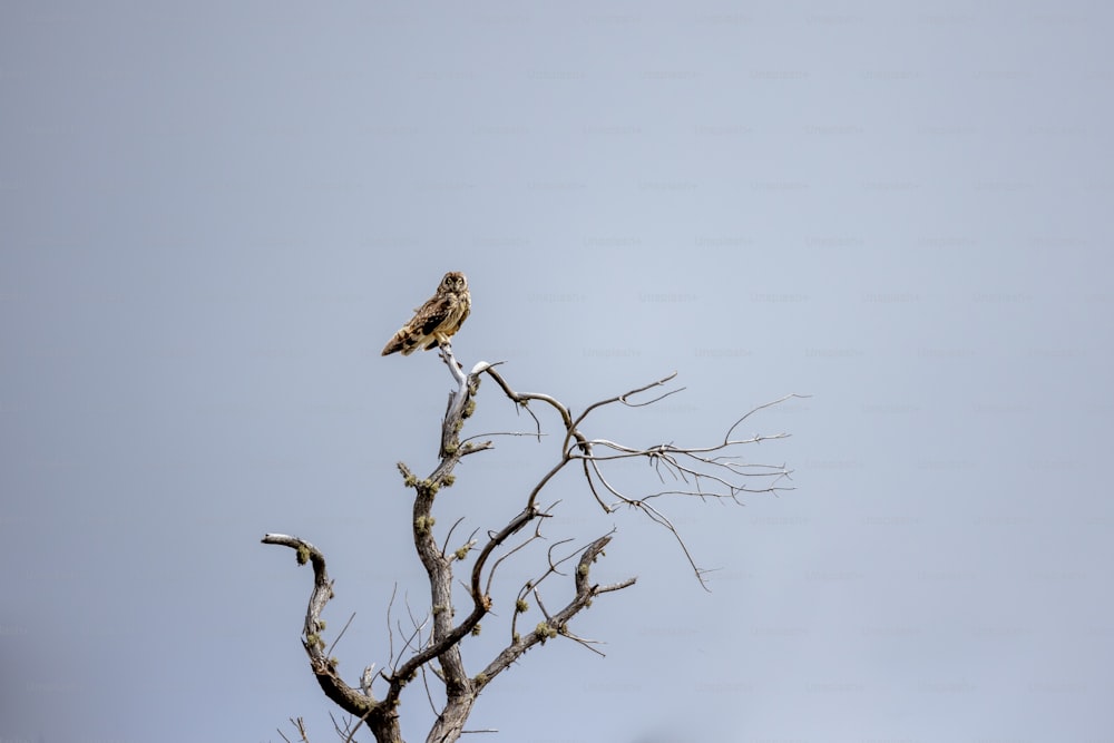 Un pájaro encaramado en la cima de un árbol muerto