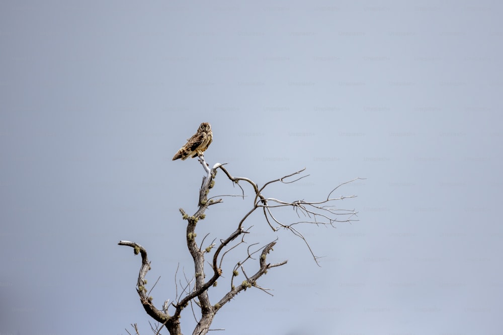 枯れ木の上にとまる鳥