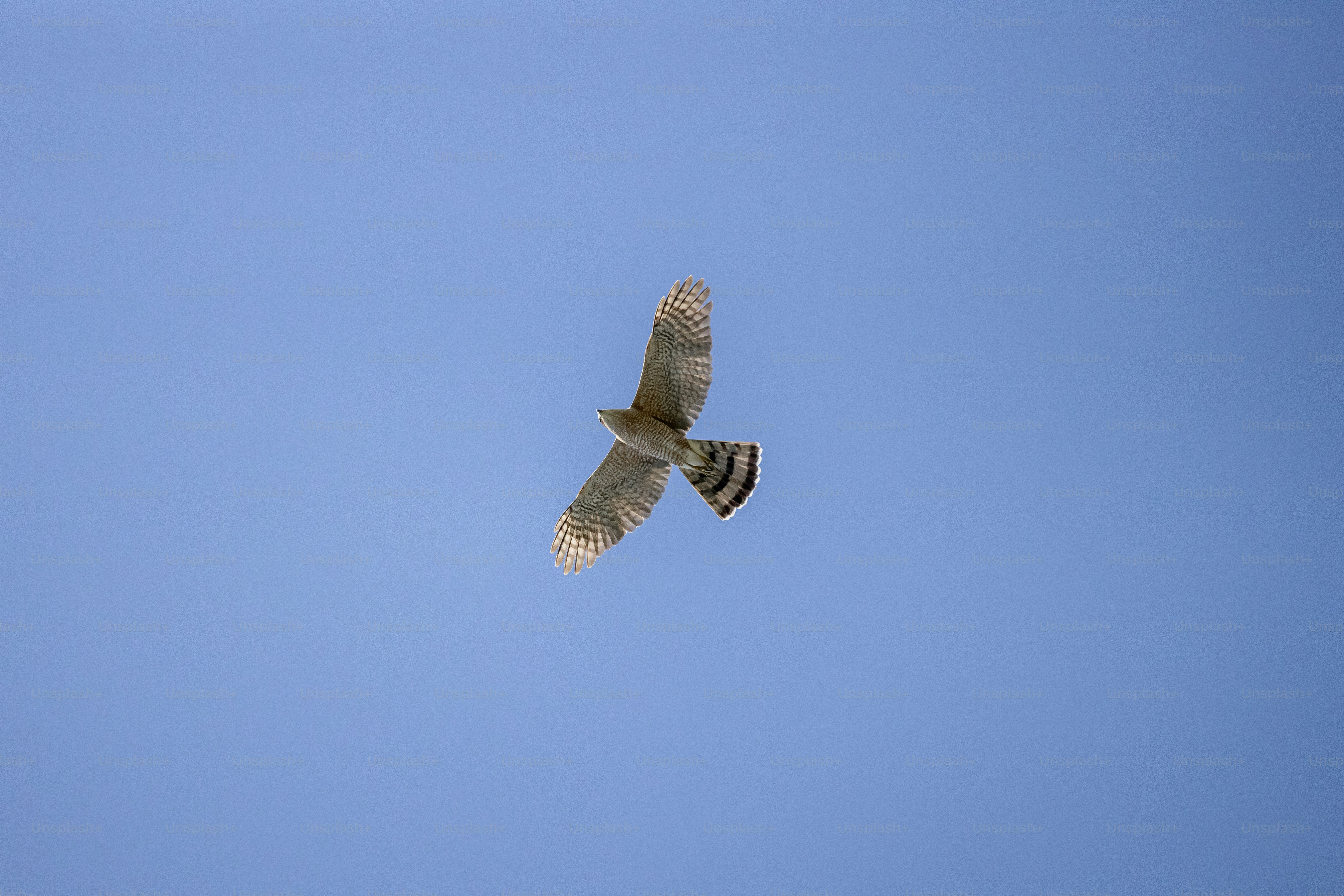 a large bird flying through a blue sky