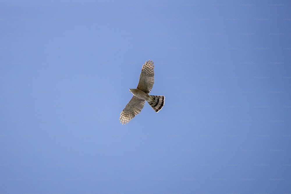 Un gran pájaro volando a través de un cielo azul