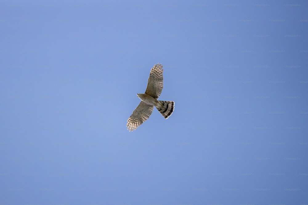 a large bird flying through a blue sky