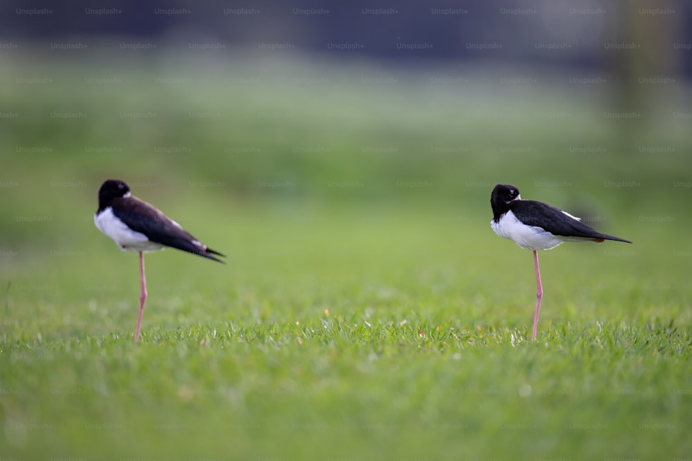 two black and white birds are standing in the grass