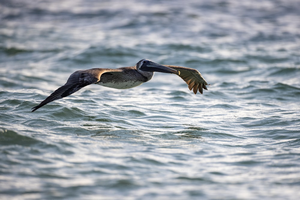 a pelican flying over a body of water