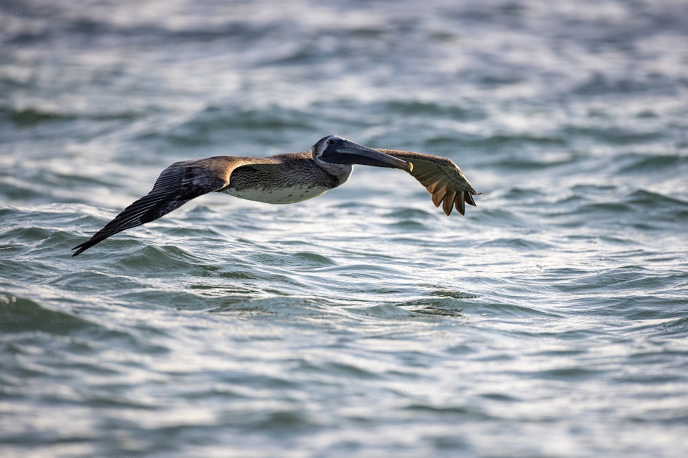 um pelicano voando sobre um corpo de água