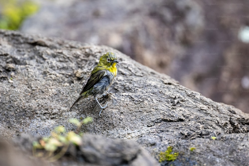 Ein kleiner Vogel steht auf einem Felsen