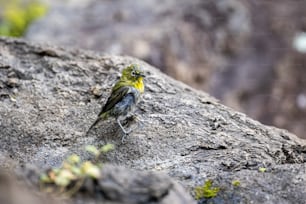 a small bird is standing on a rock