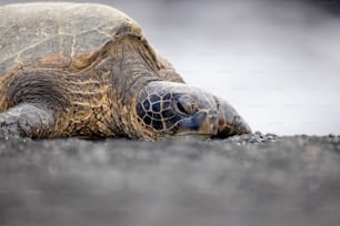 a close up of a turtle laying on the ground