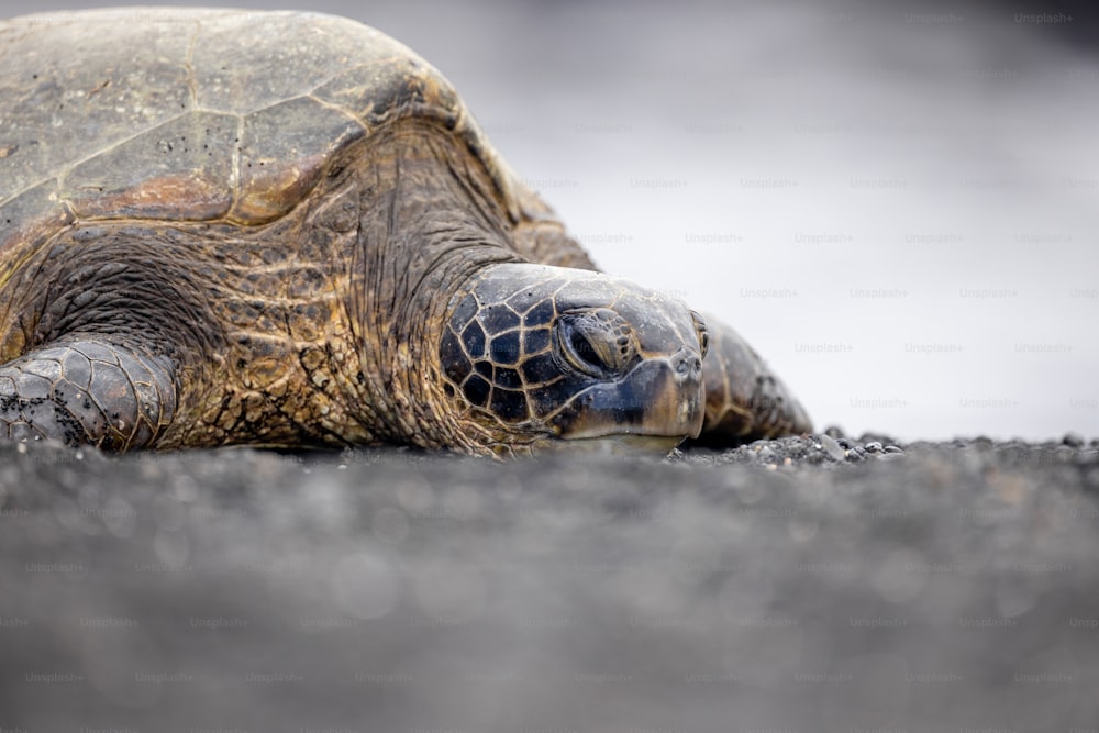 a close up of a turtle laying on the ground