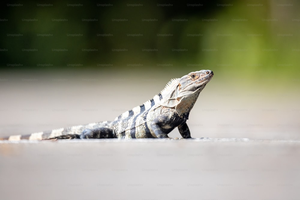 a small lizard is sitting on the ground