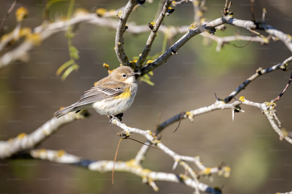 a small bird perched on top of a tree branch