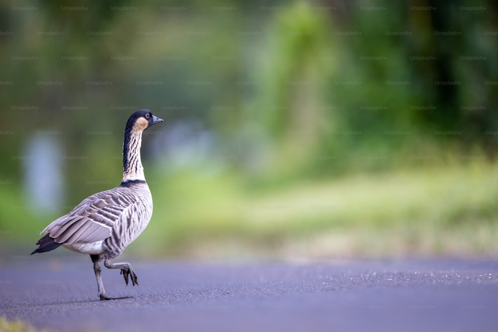 Un uccello è in piedi sul lato della strada