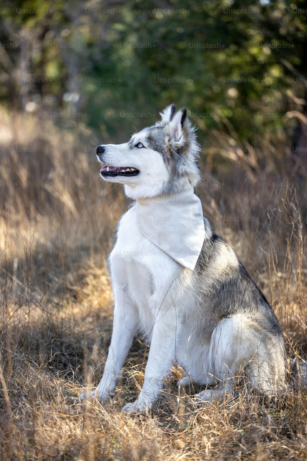 Un perro husky sentado en un campo de hierba seca
