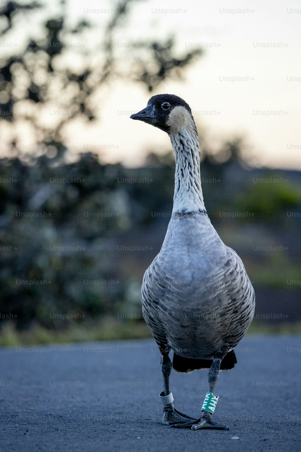 eine Ente, die am Straßenrand steht