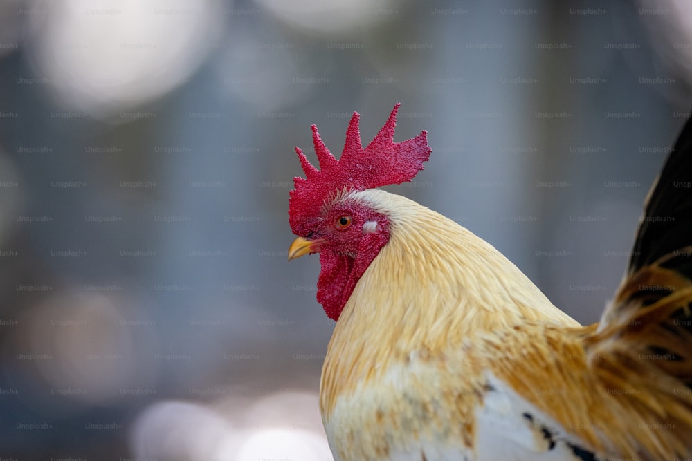 Más de 1500 imágenes de gallos | Descargar imágenes gratis en Unsplash