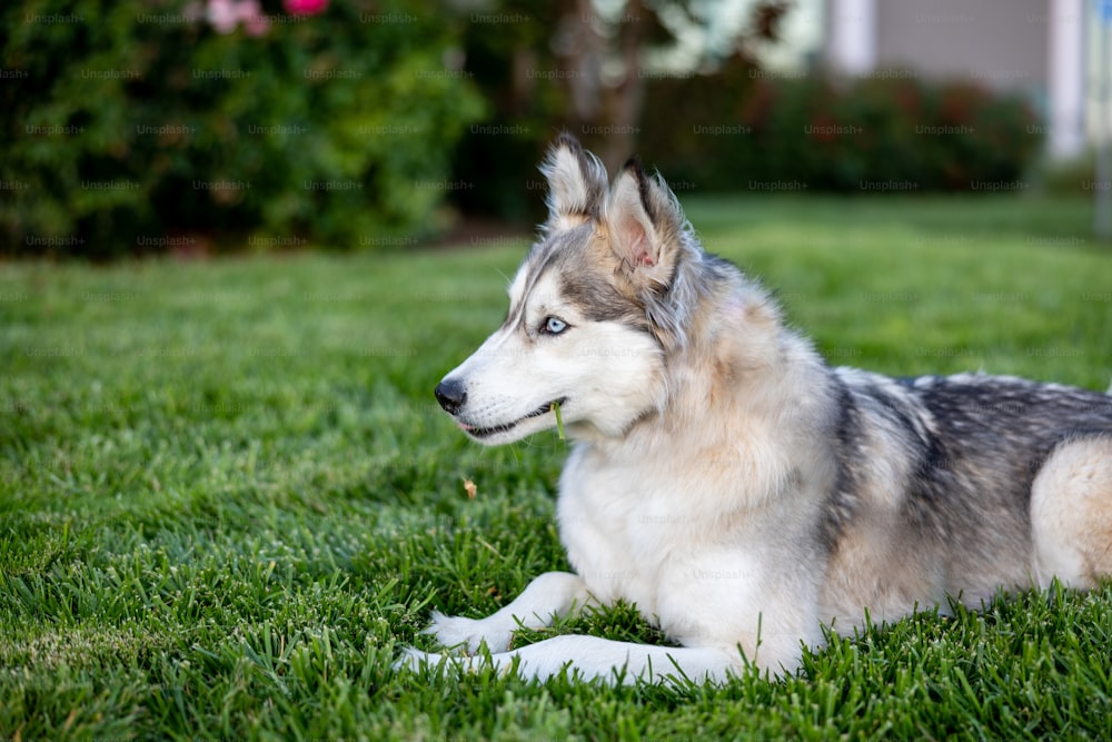 Un perro está acostado en la hierba afuera