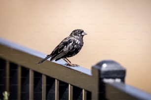 a small black bird perched on top of a fence