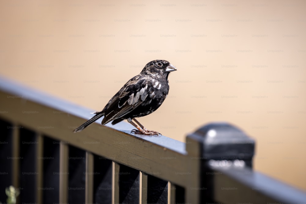 a small black bird perched on top of a fence