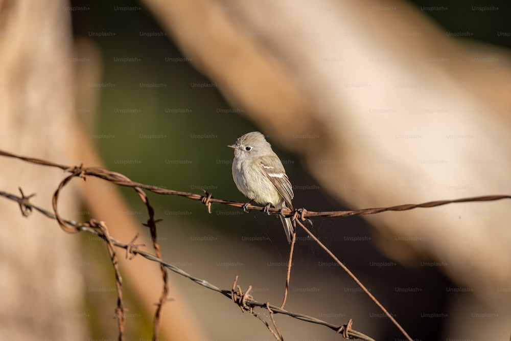 Un pequeño pájaro sentado encima de un alambre de púas