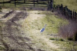 um pássaro branco em pé em um campo ao lado de uma cerca