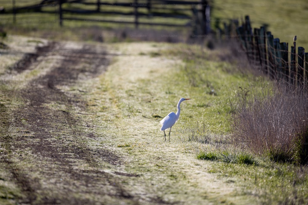 a white bird standing in a field next to a fence