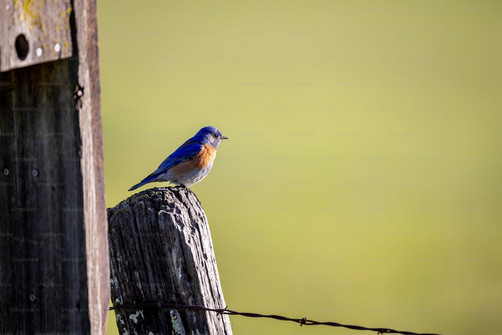a small blue bird perched on top of a wooden post