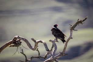 a bird is perched on a tree branch