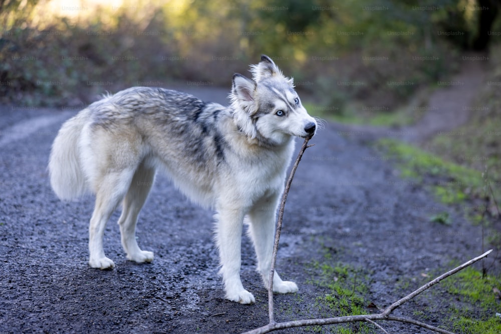 Un perro parado en una carretera con un palo en la boca