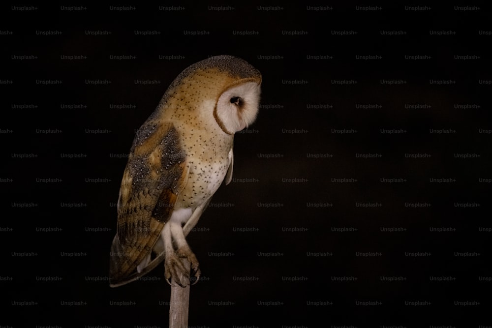 a barn owl perched on top of a wooden pole
