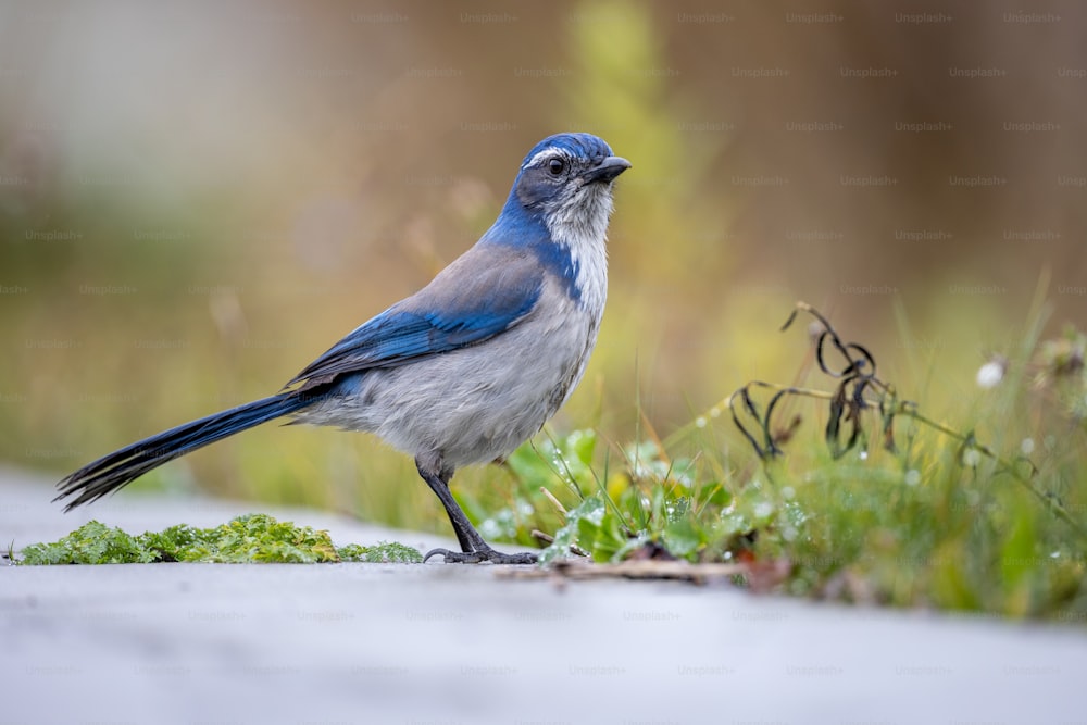 a blue and white bird standing on the ground