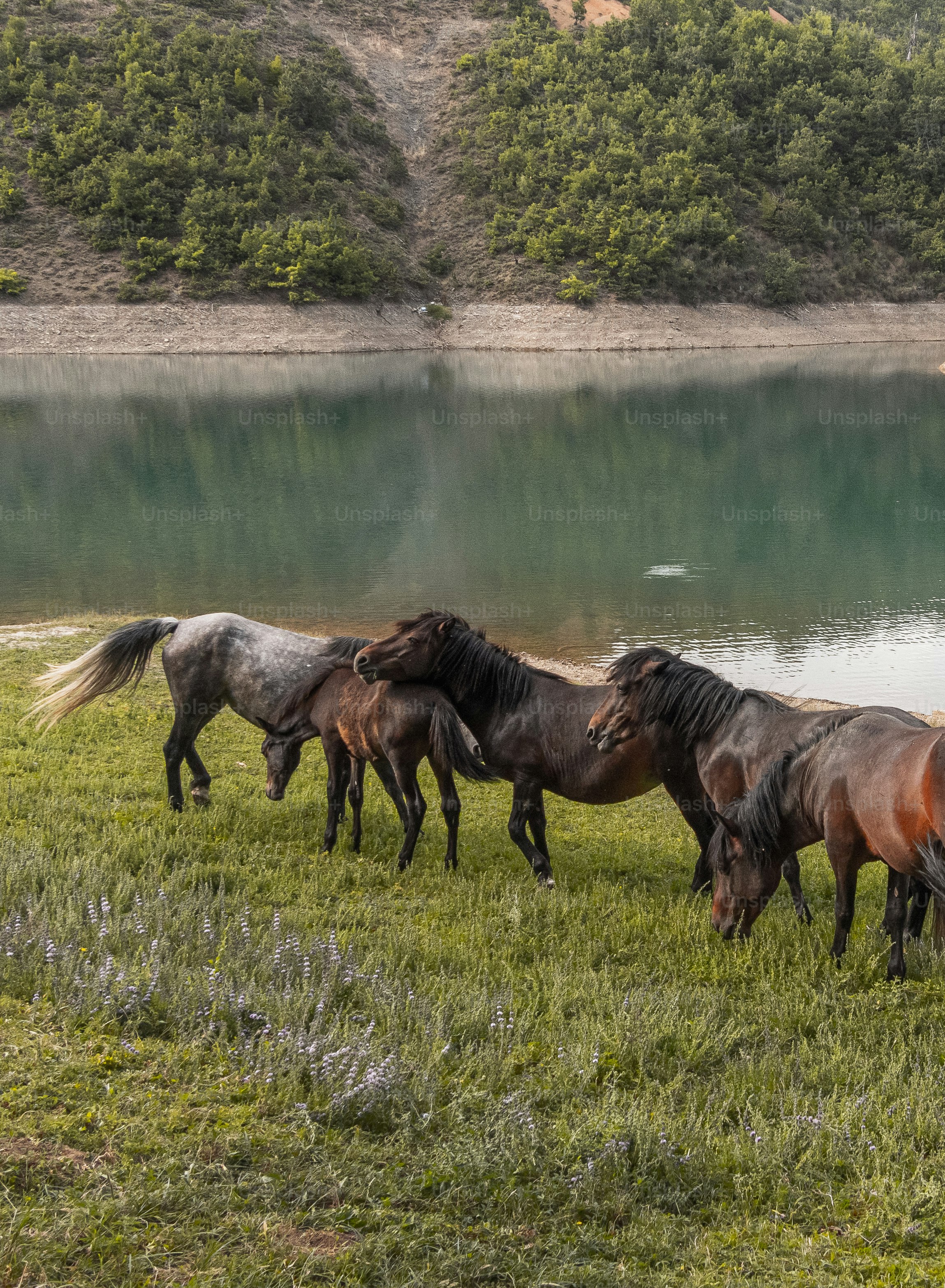 湖の隣の畑で放牧する馬のグループ
