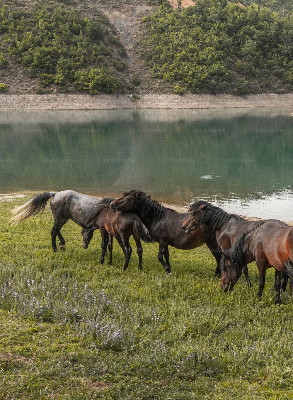 um grupo de cavalos pastando em um campo ao lado de um lago
