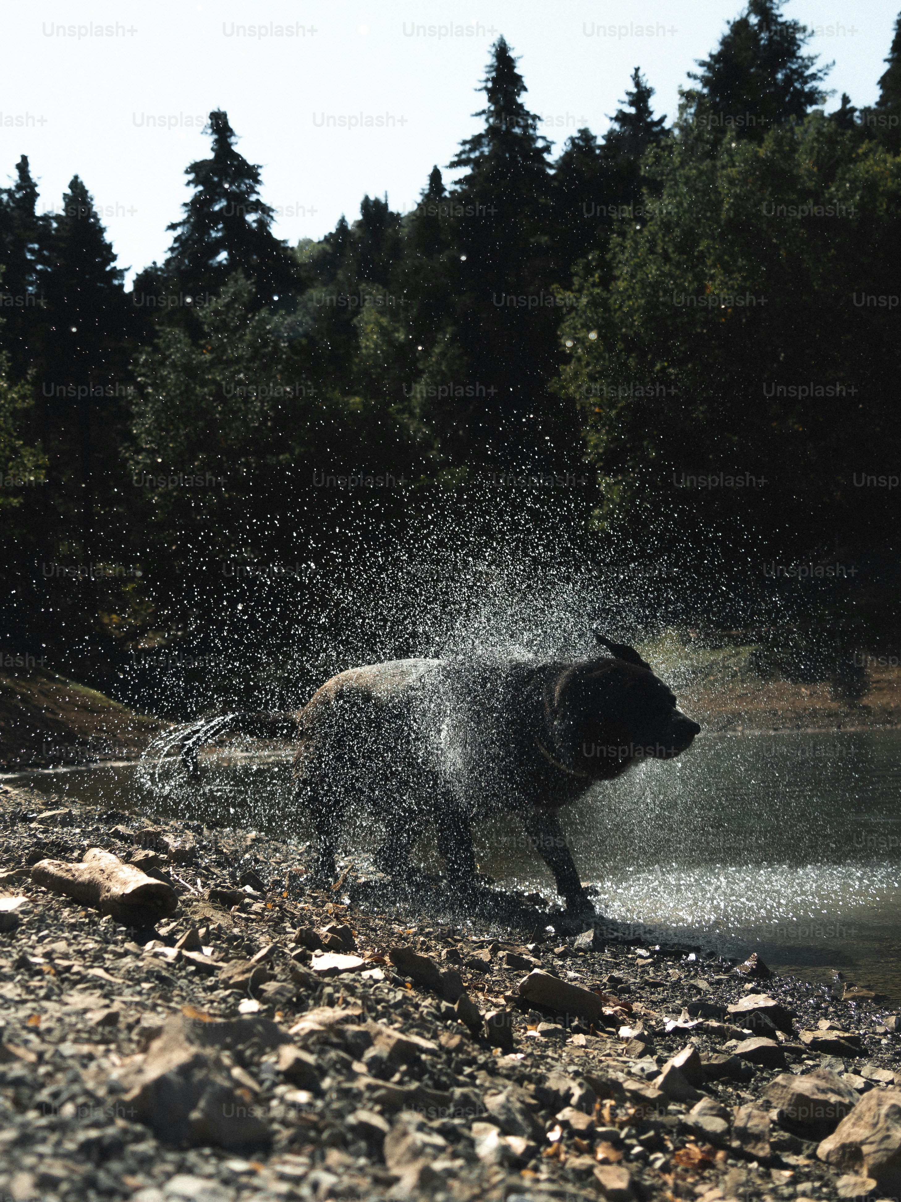 a black bear splashes water on a rocky shore