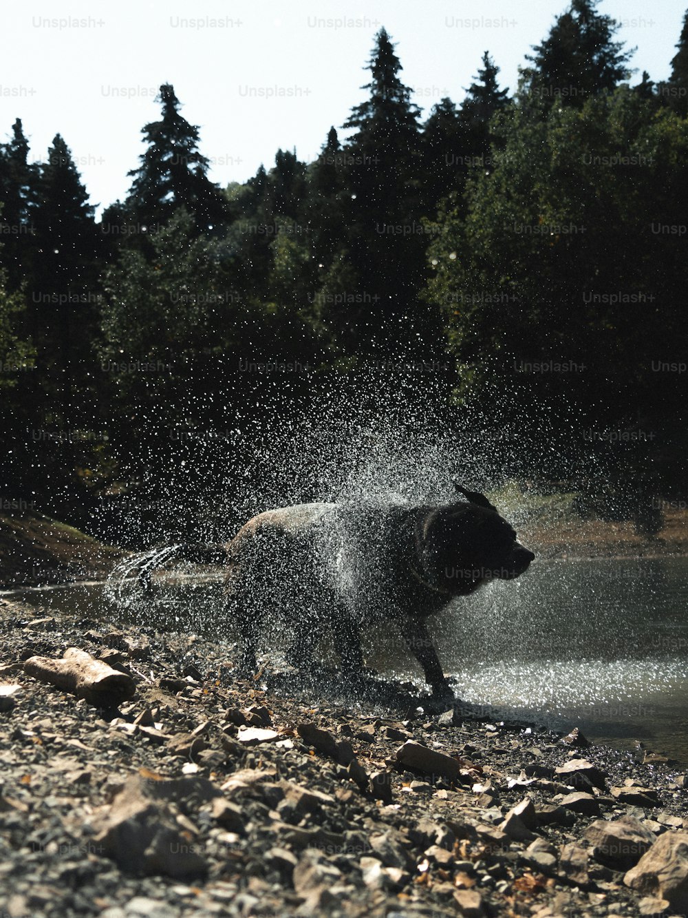 Um urso preto espirra água em uma costa rochosa