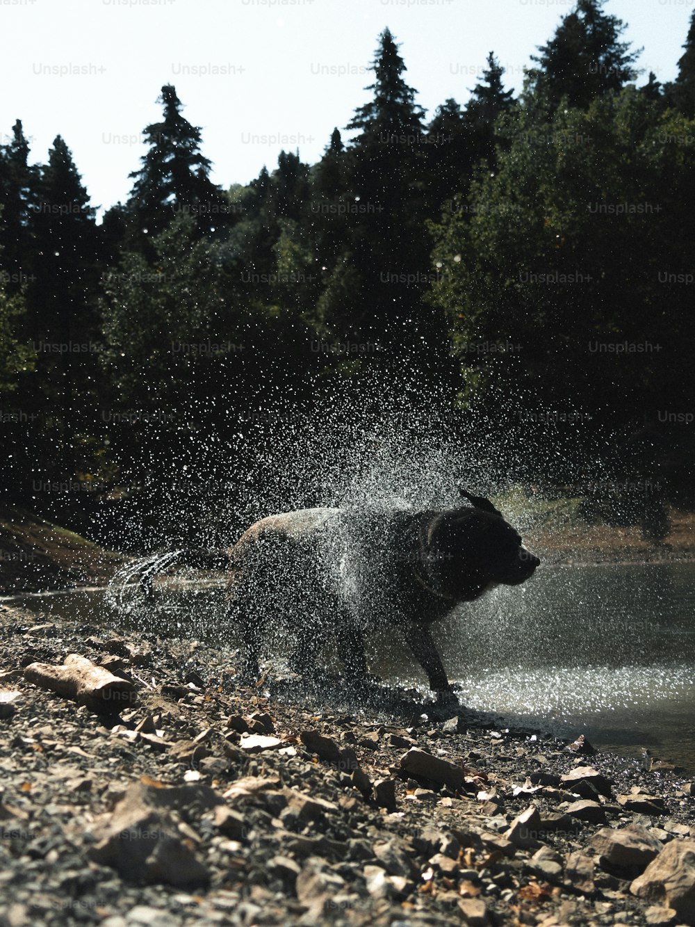 a black bear splashes water on a rocky shore