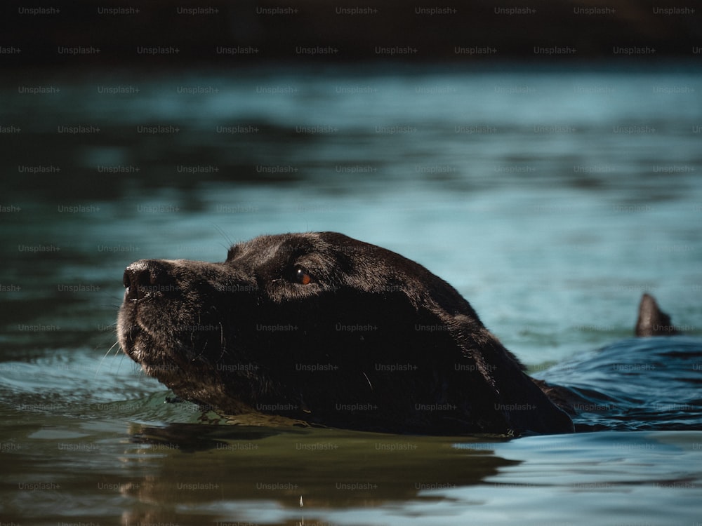 Un primer plano de un perro nadando en un cuerpo de agua