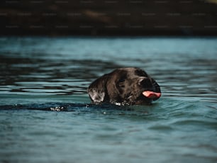 a black dog is swimming in the water