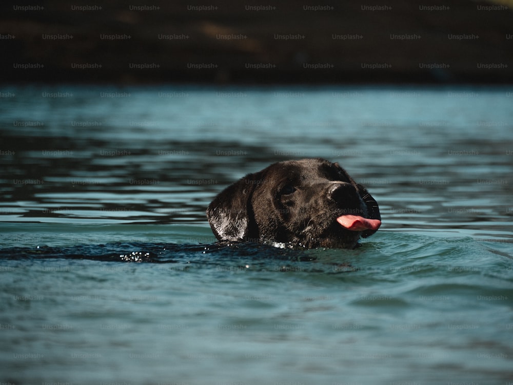 a black dog is swimming in the water