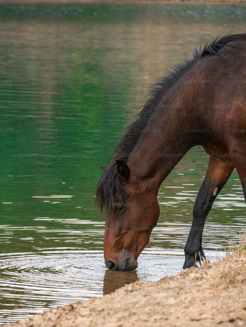 Un caballo marrón bebiendo agua de un lago