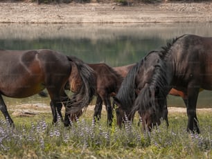 湖の隣の畑で放牧する馬のグループ