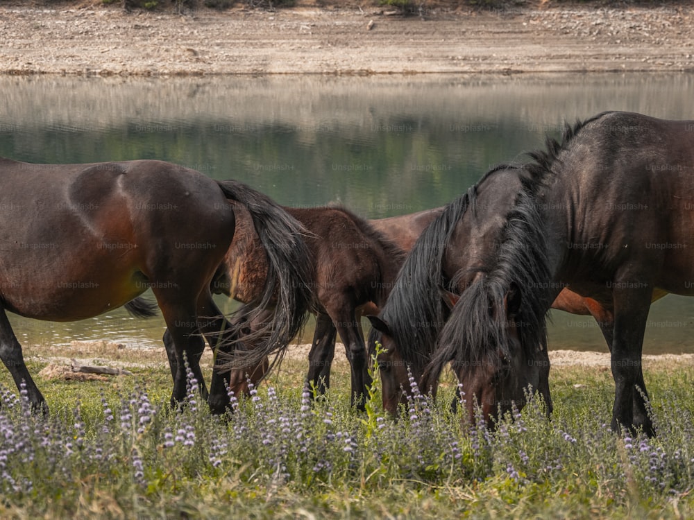 Un grupo de caballos pastando en un campo junto a un lago