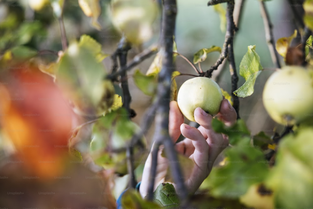 une personne cueillant une pomme dans un arbre