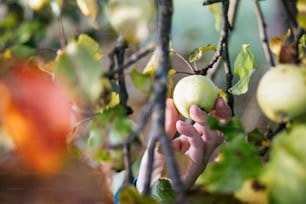 a person picking an apple from a tree