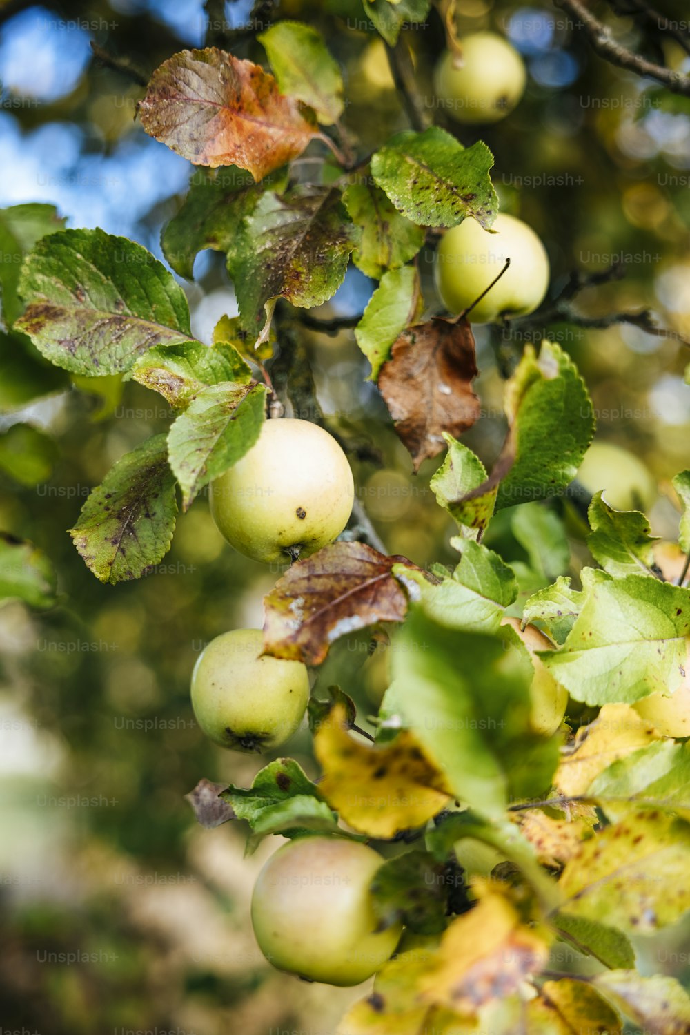 um cacho de maçãs pendurado em uma árvore