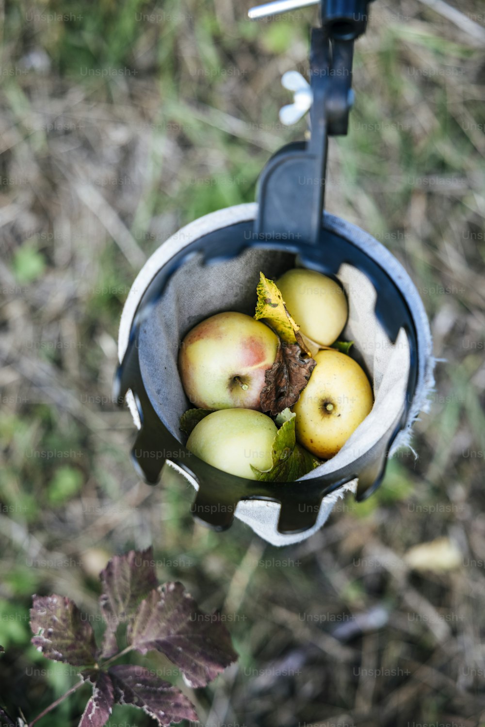 a bucket filled with apples sitting on top of a grass covered field