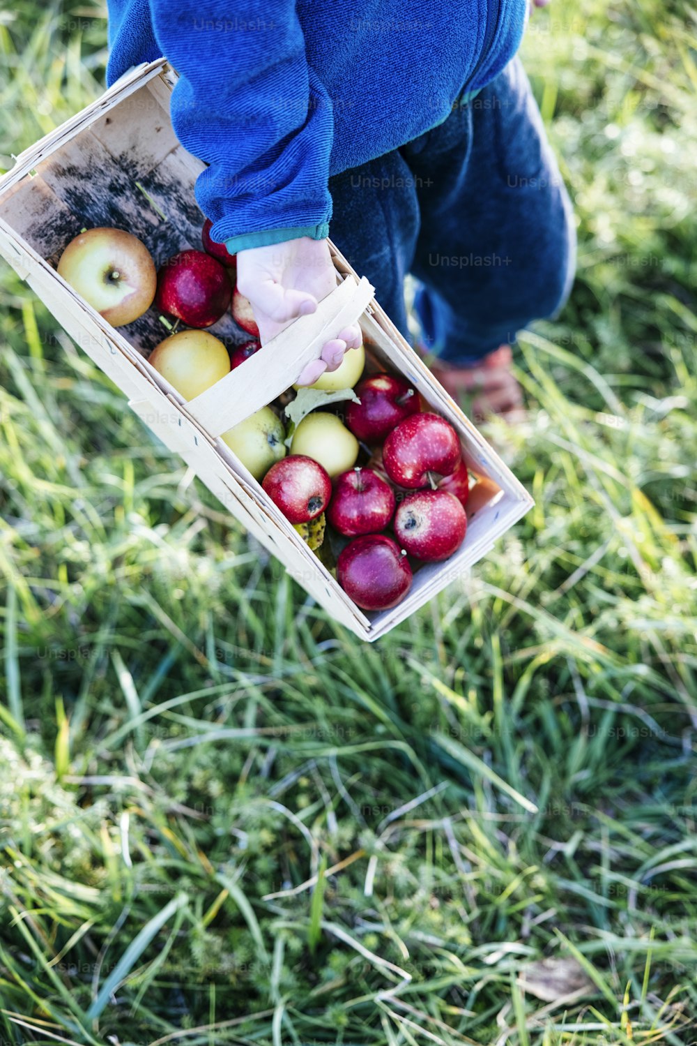 une personne tenant une boîte de pommes dans l’herbe
