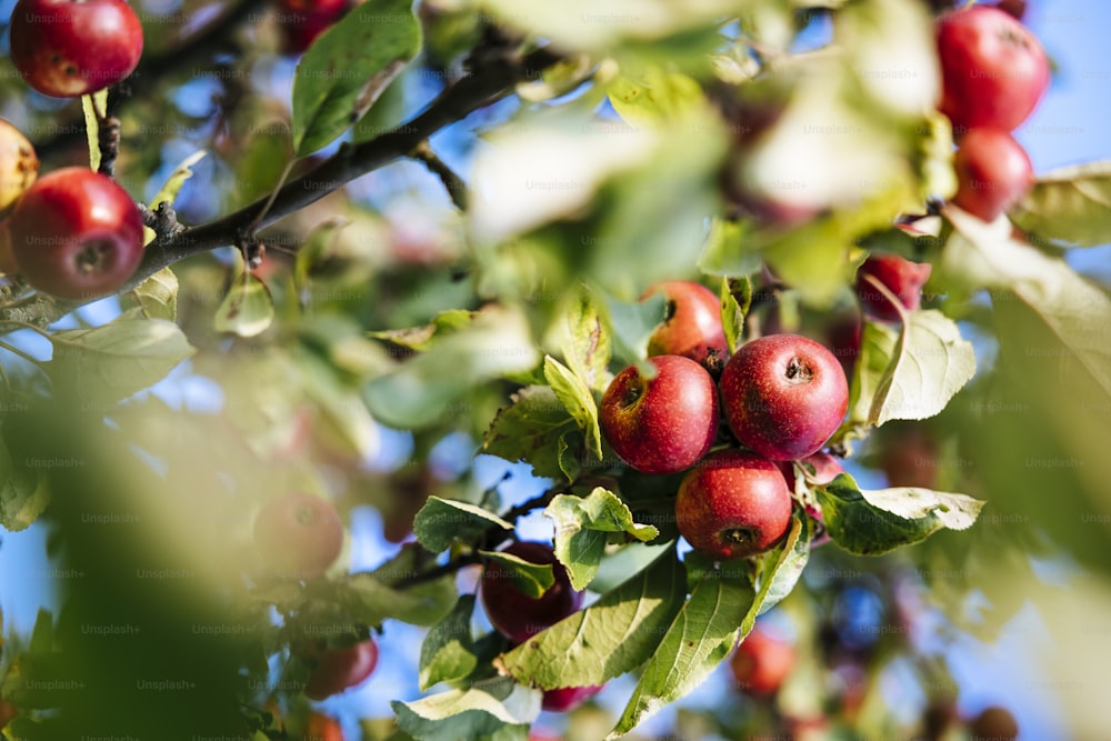 a tree filled with lots of red apples